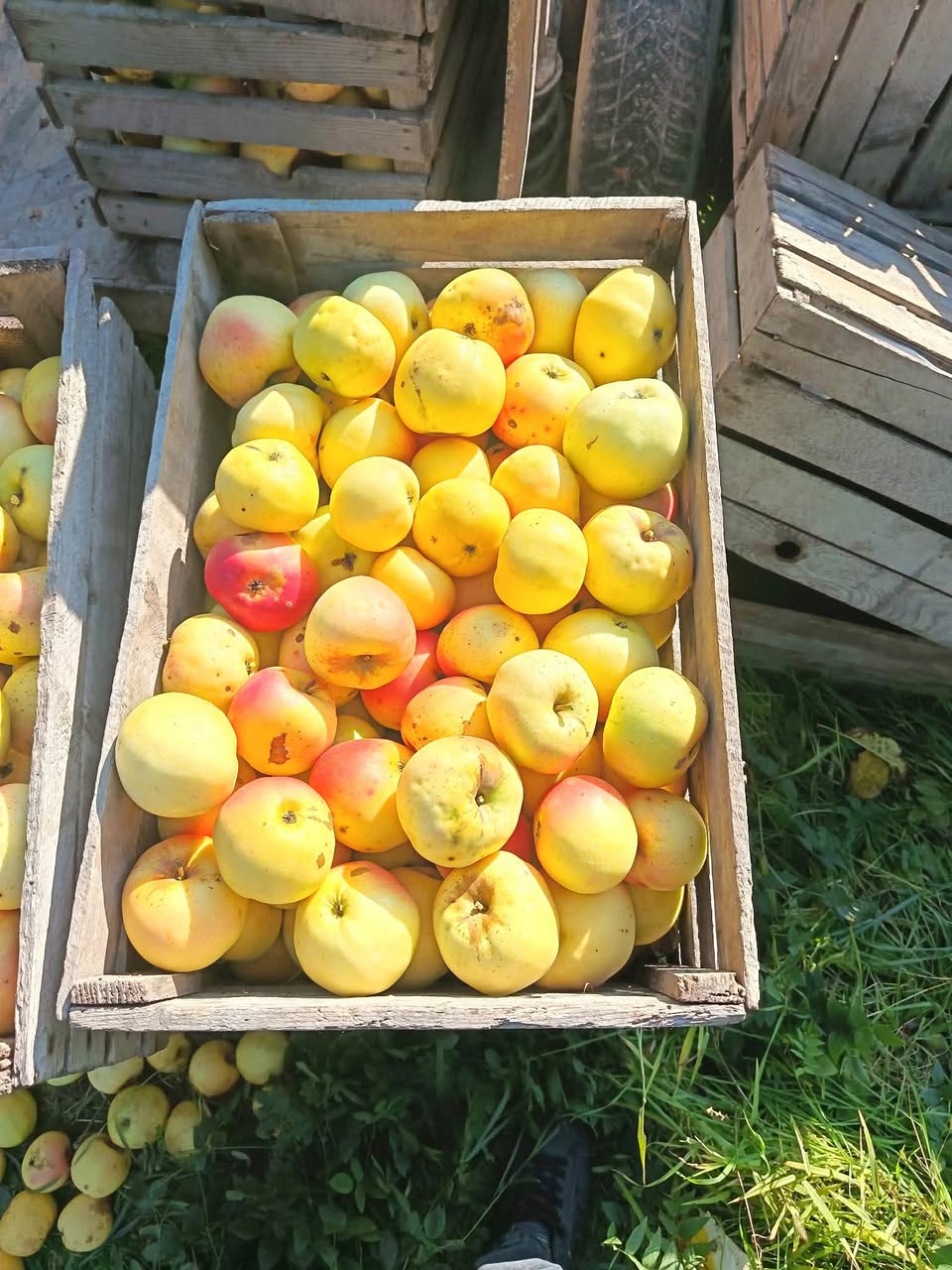 Apple varieties: Banana, Kekhura, Golden