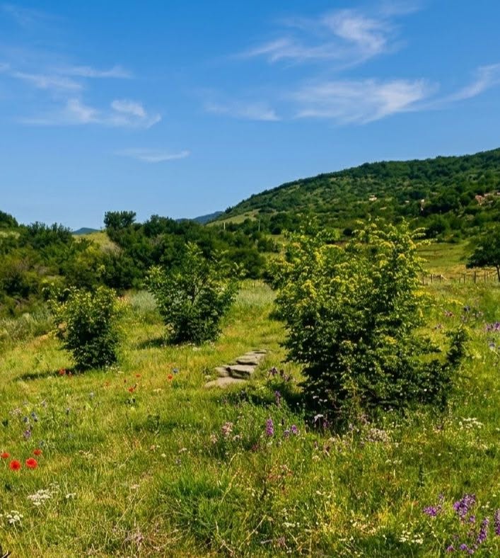 🌲 Հրաշալի բնություն եւ խաղաղություն Մամկոդայում: