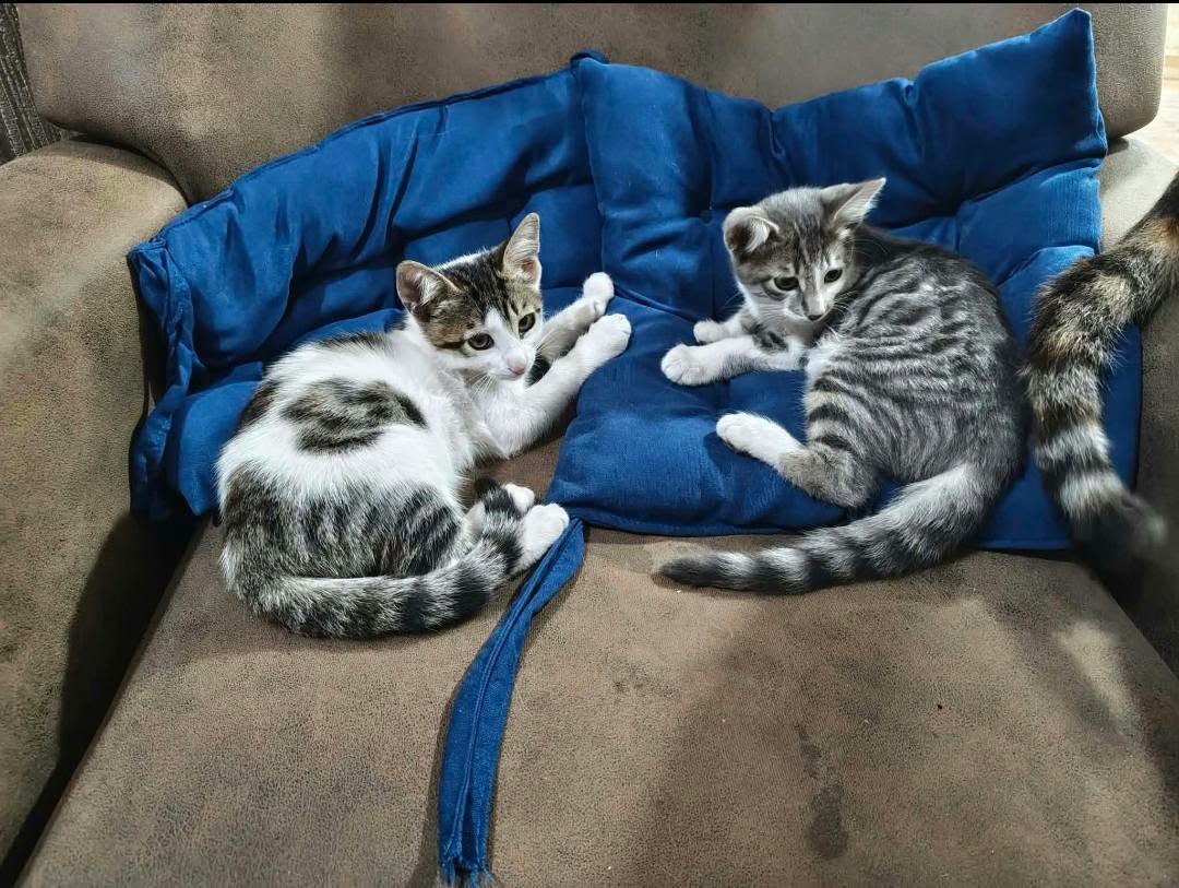 These beauties are given away they are a brother