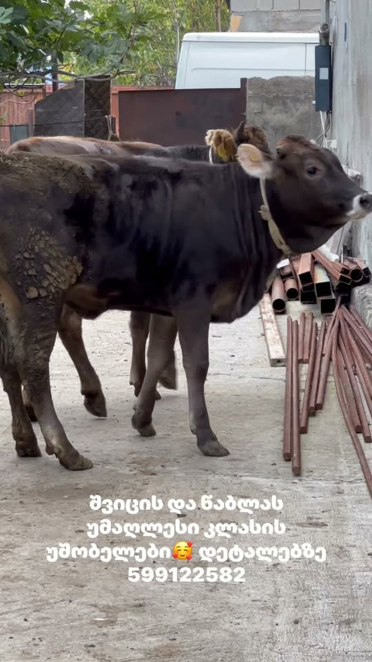 #მეცხოველეობა #ფერმა #საქართველო #სოფელი #მესაქონლეობა #სოფლისმეურნეო…