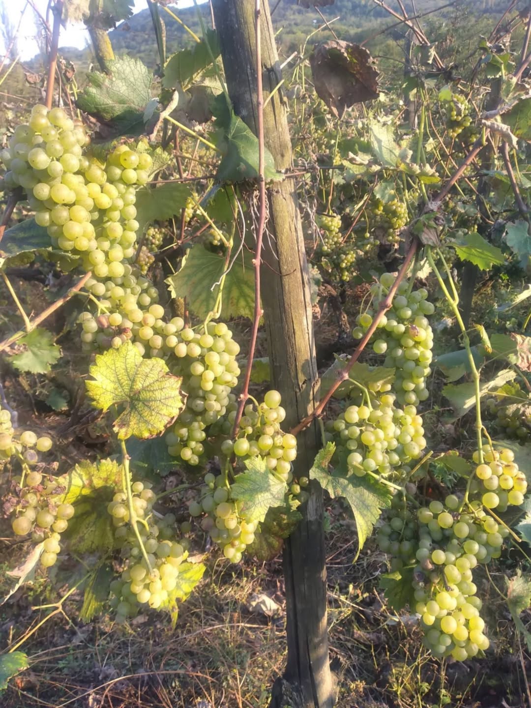 Satılır Tsolikauri, Bağdati sofrası. Qiymət: 2.70 — 2.7$