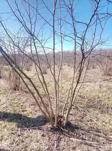 Qoyun dərisinin təmizlənməsi, yuyulması, kəsilməsi, əlaqə saxlayın