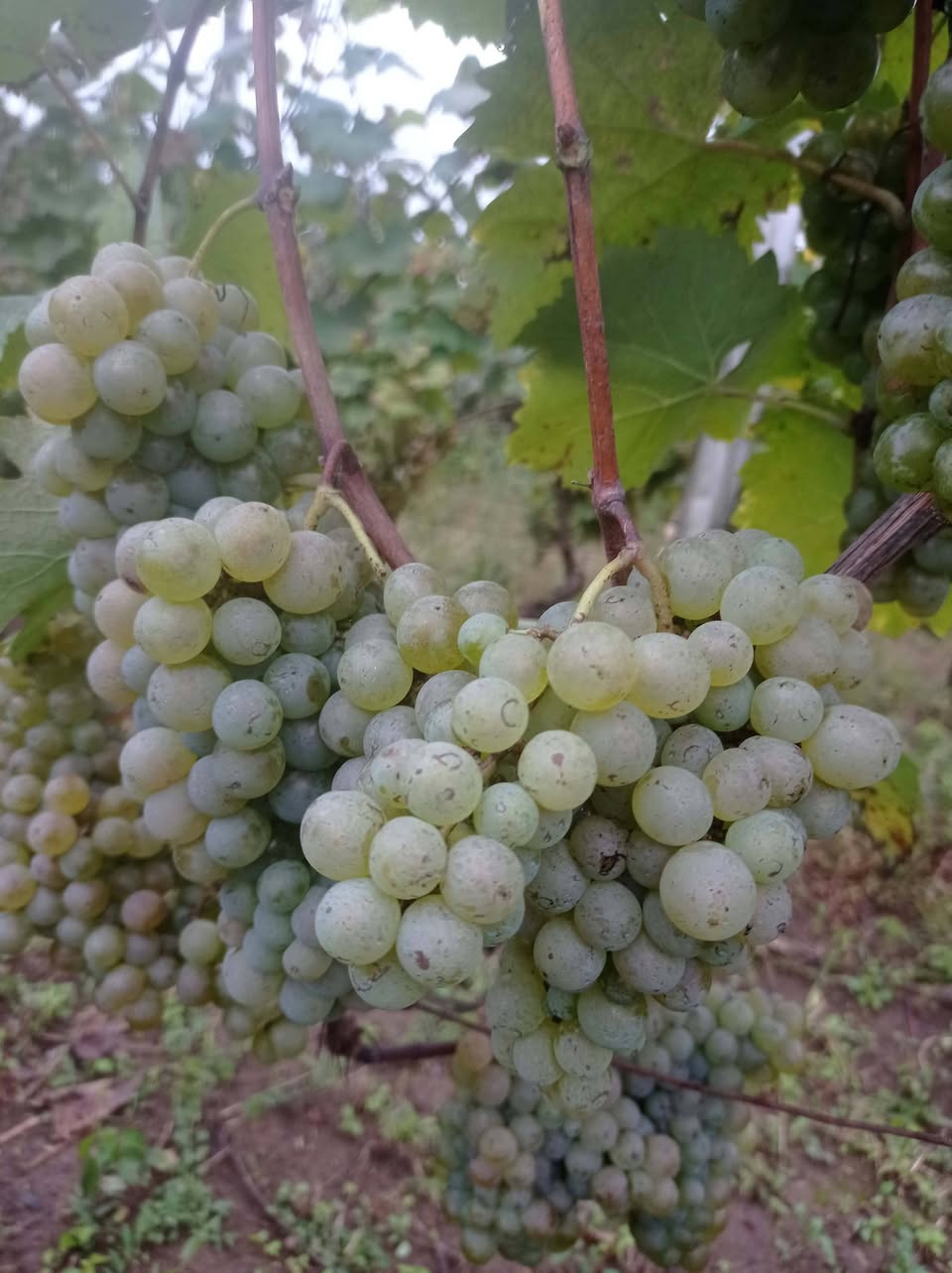 Zestafonda, Kveda Sazano kəndində, mərcimək satılır — 2.5₾