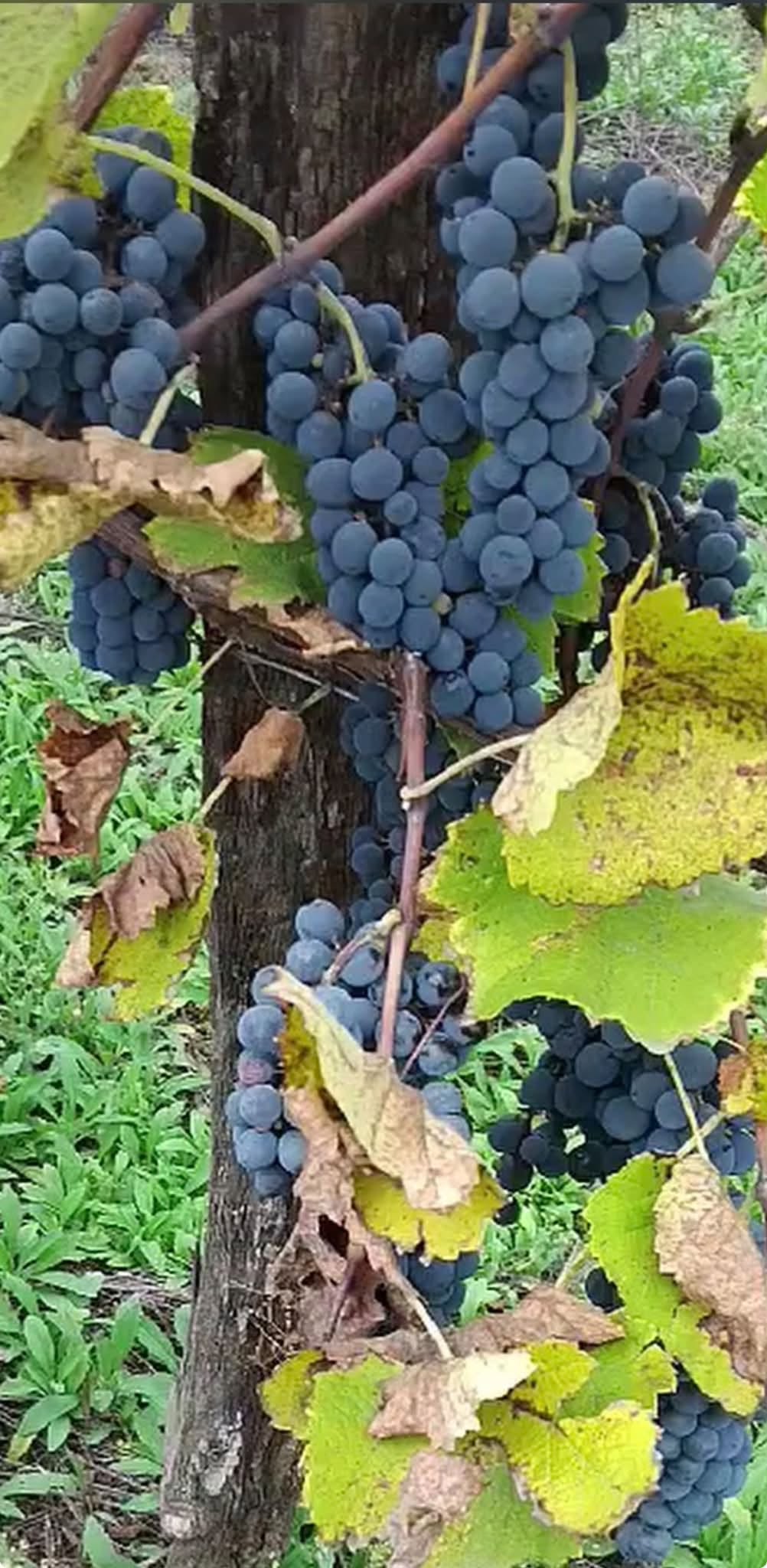 Satılık ilaçsız üzüm 2,5 ton