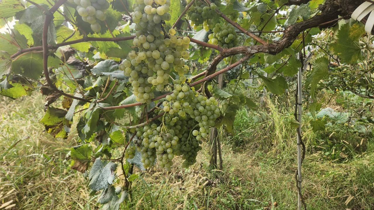 En iyi cicciolina çöli kauri ve krahuna satılır