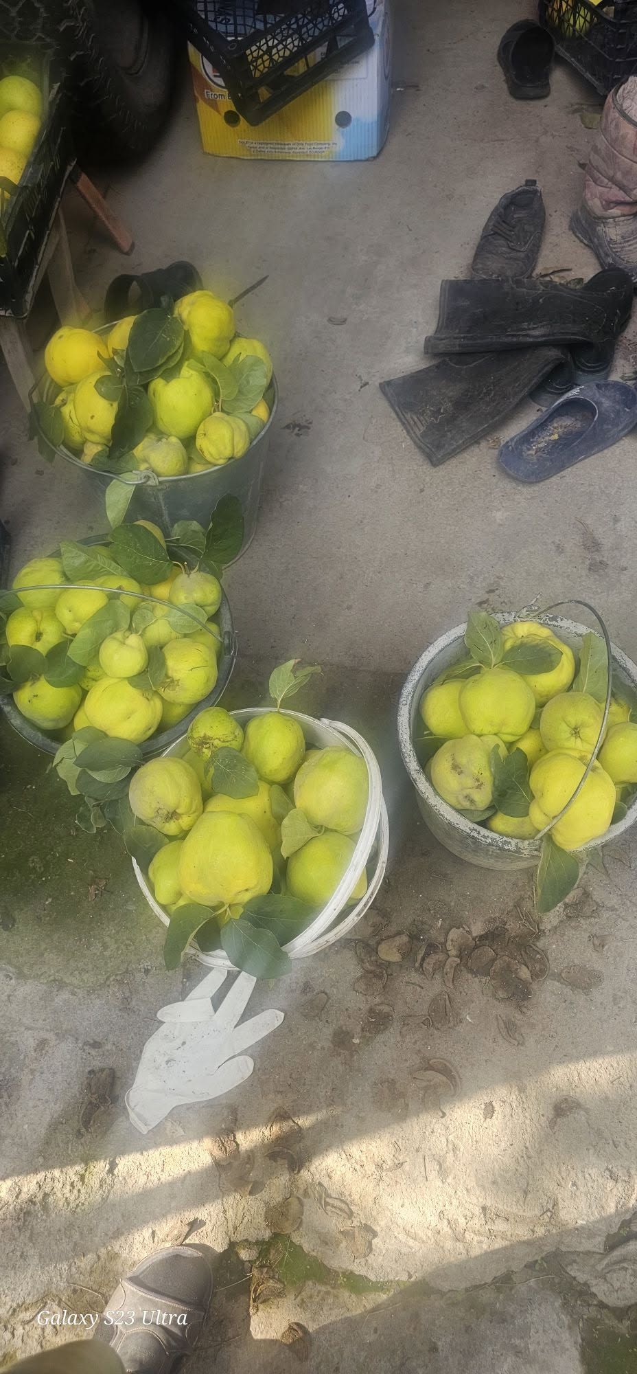 Satılık Servis 350 dram ile teslimat dahil