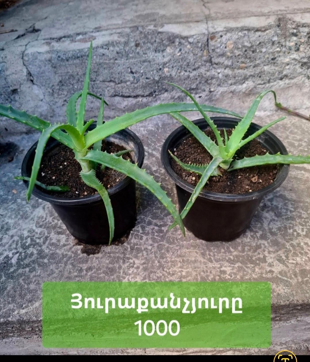 Aloe, değeri 1000 dram, Komitas