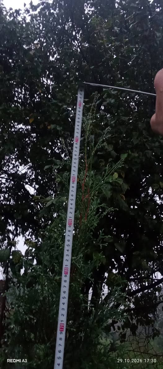 Yerel türde tüvanlar satılır - 15,000֏ fiyatla