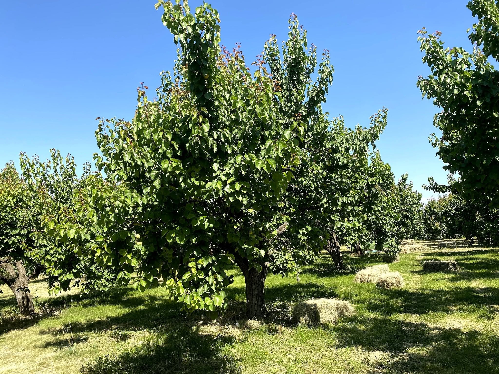 Պտղատու այգի, 1.5 հեկտար