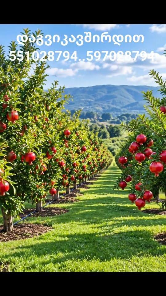 🌳🍎 ვარკეთილის მეურნეობაში ხეხილის ნერგების დიდი — 15₾