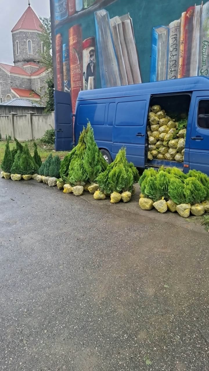 Satılır həmişəyaşıl bitkilər 🌲 müxtəlif növ və