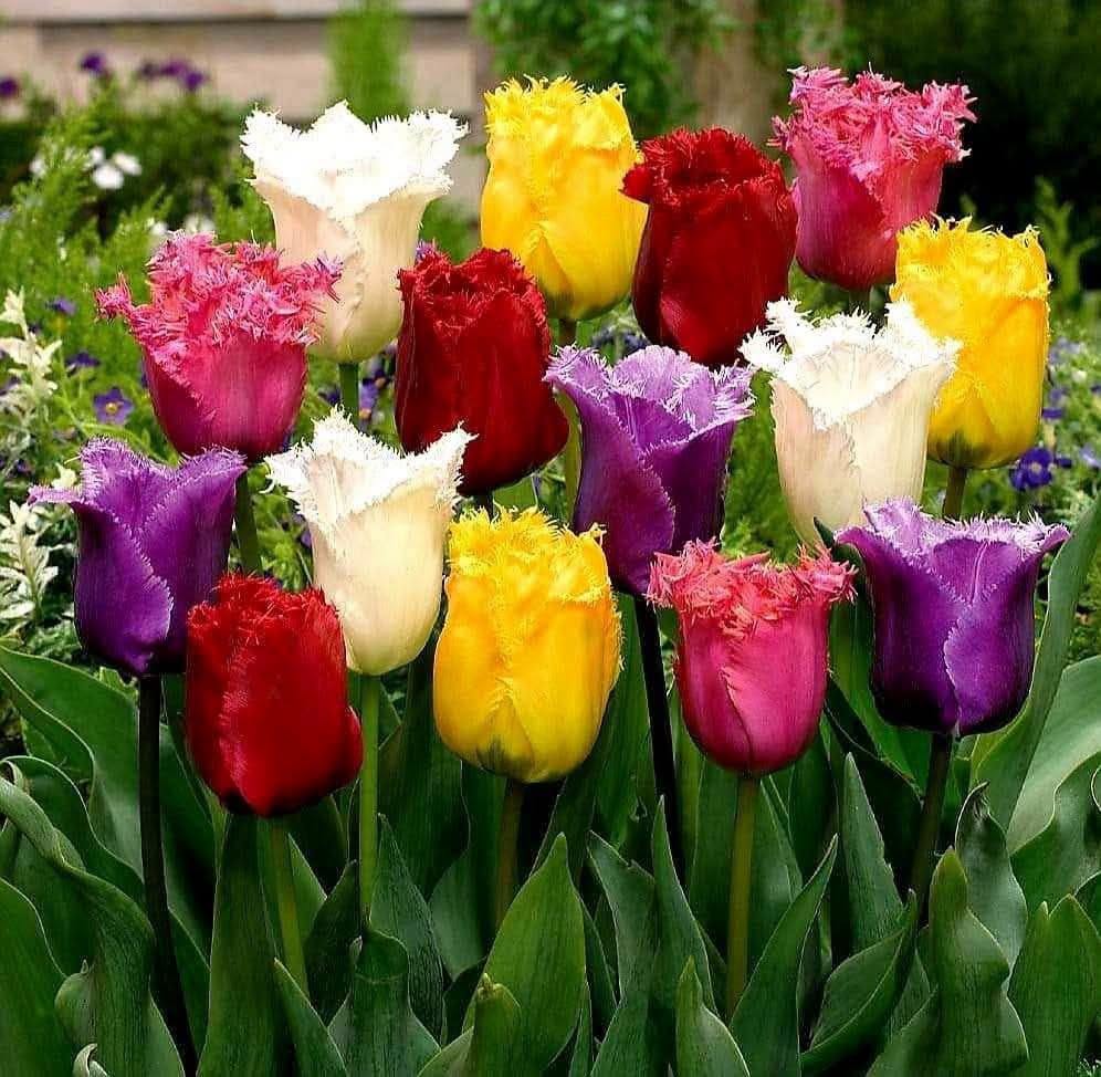 🔥🪻🌷 Çiçek tohumlarında indirim‼️ 🪻🌷🔥 🍁