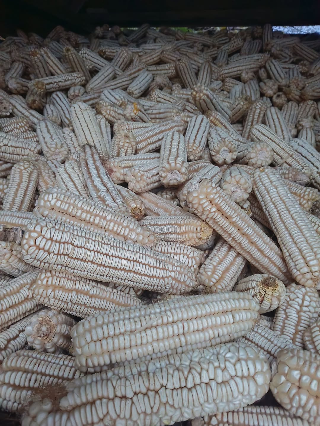 Продаётся абхазская кукуруза 1 кило — 2₾