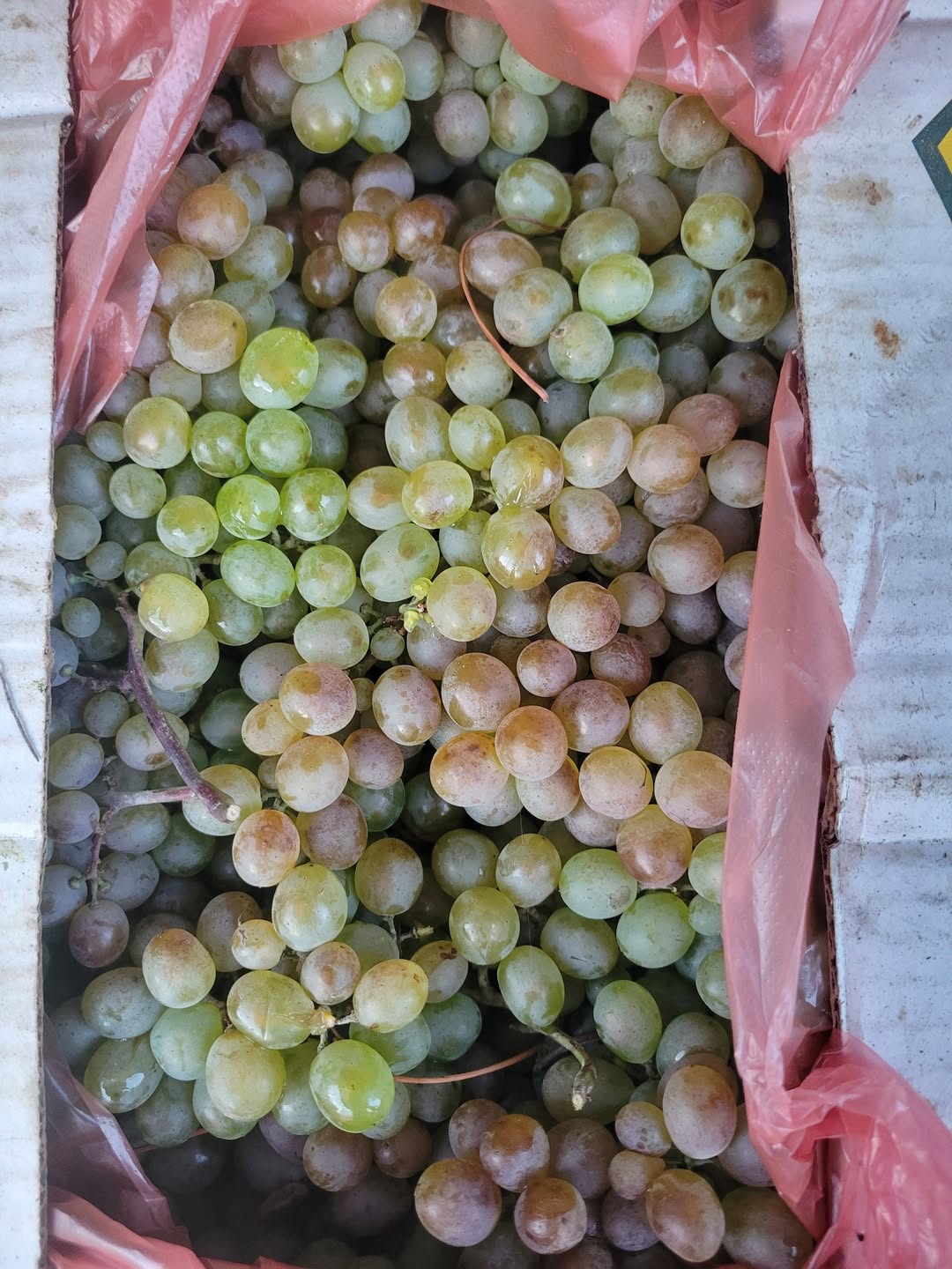 Satılık kırmızı şeker hastalığı 22 köyü Manavi — 1.8₾