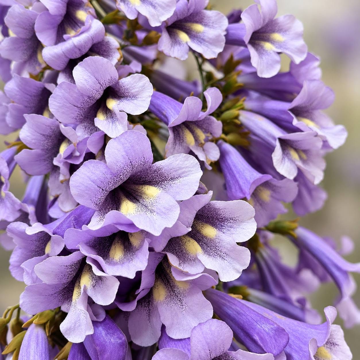 🌸🌳 Pavloniya — tez böyüyən ağac — 10₾