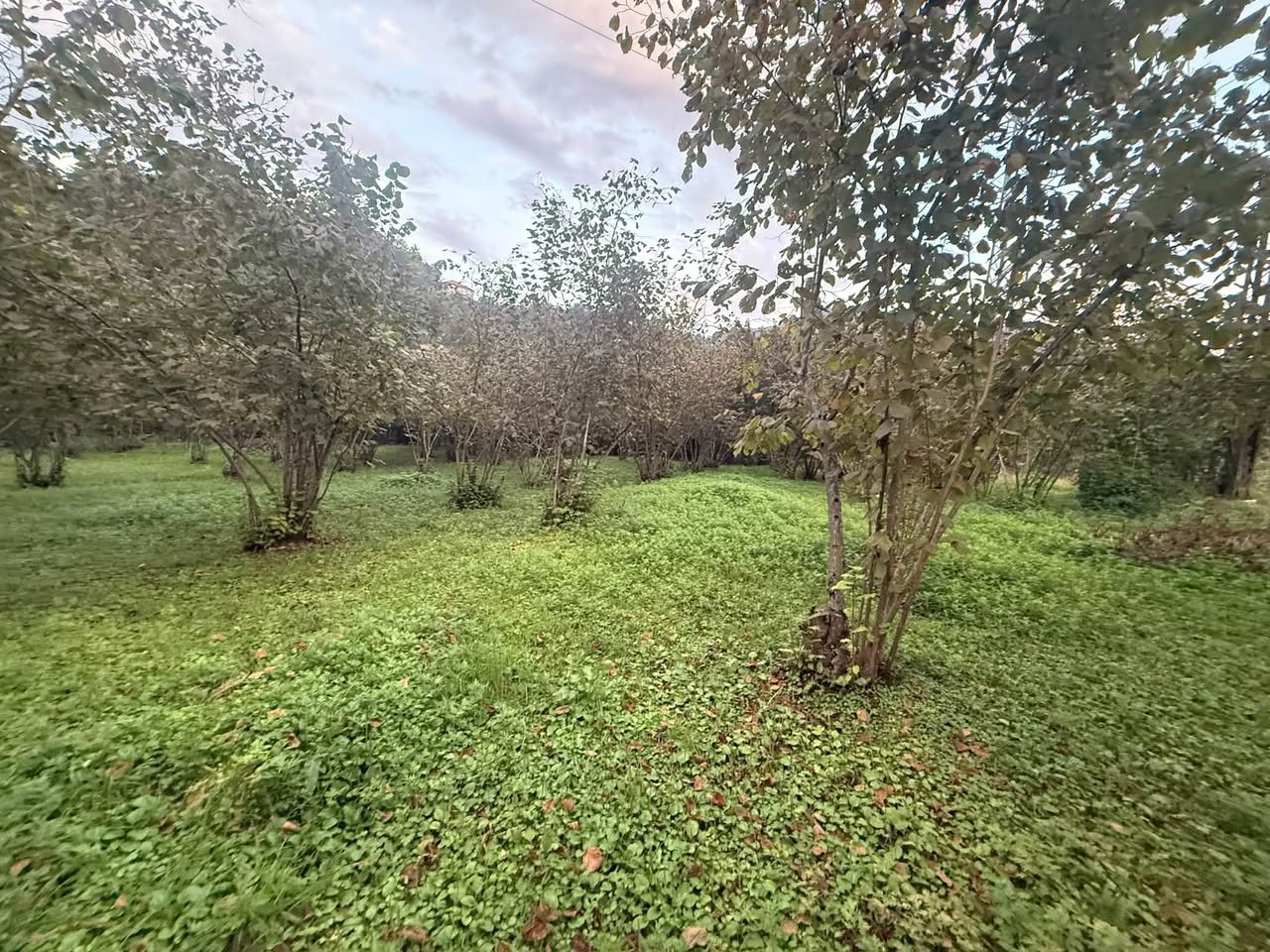 Հողակտոր, Բաթում — $95