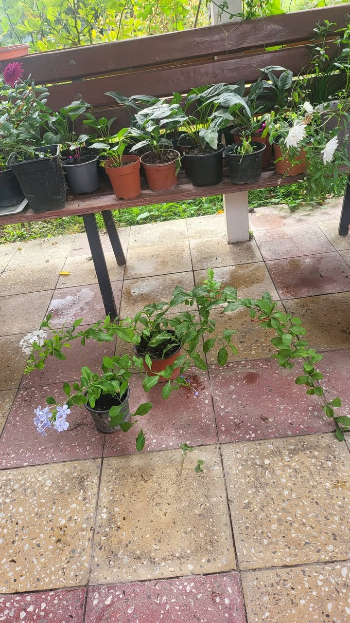 Mavi ve beyaz Plumbago'lar