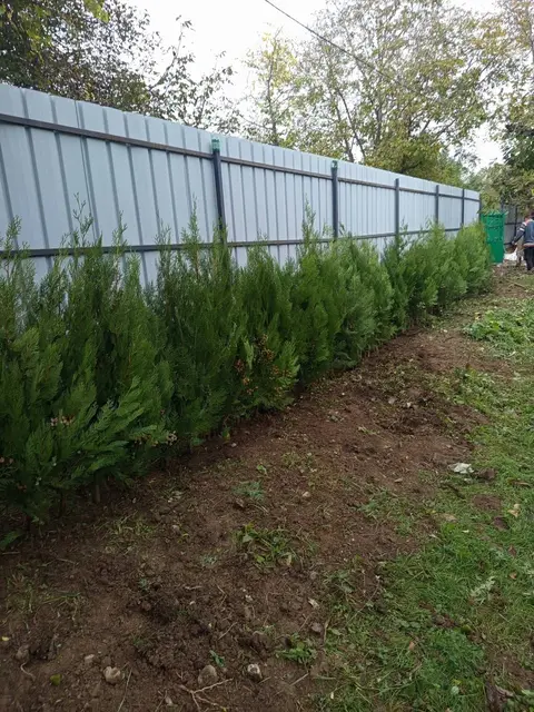 Tuja ən yaxşı canlı hasar bitkisidir