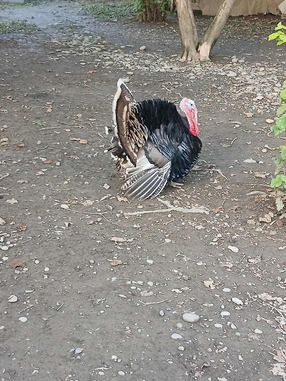 იყიდება მამალი ინდაური არის 10კილოიანი ფასი:250ლარი.