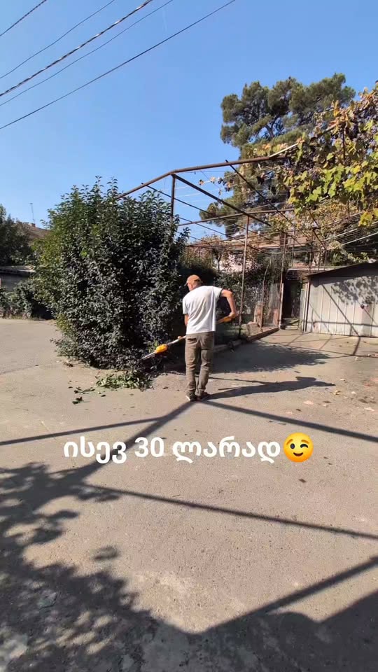 Bush trimming and cleaning