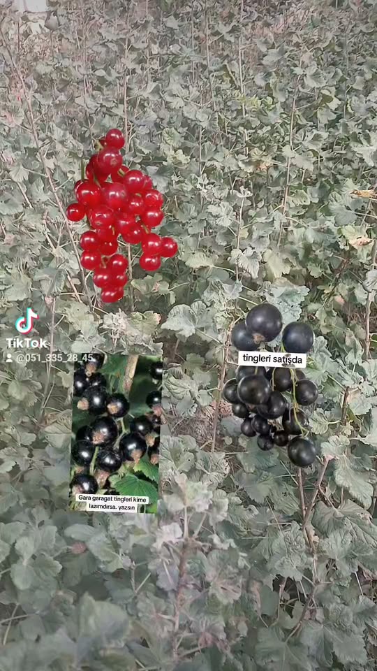Araç