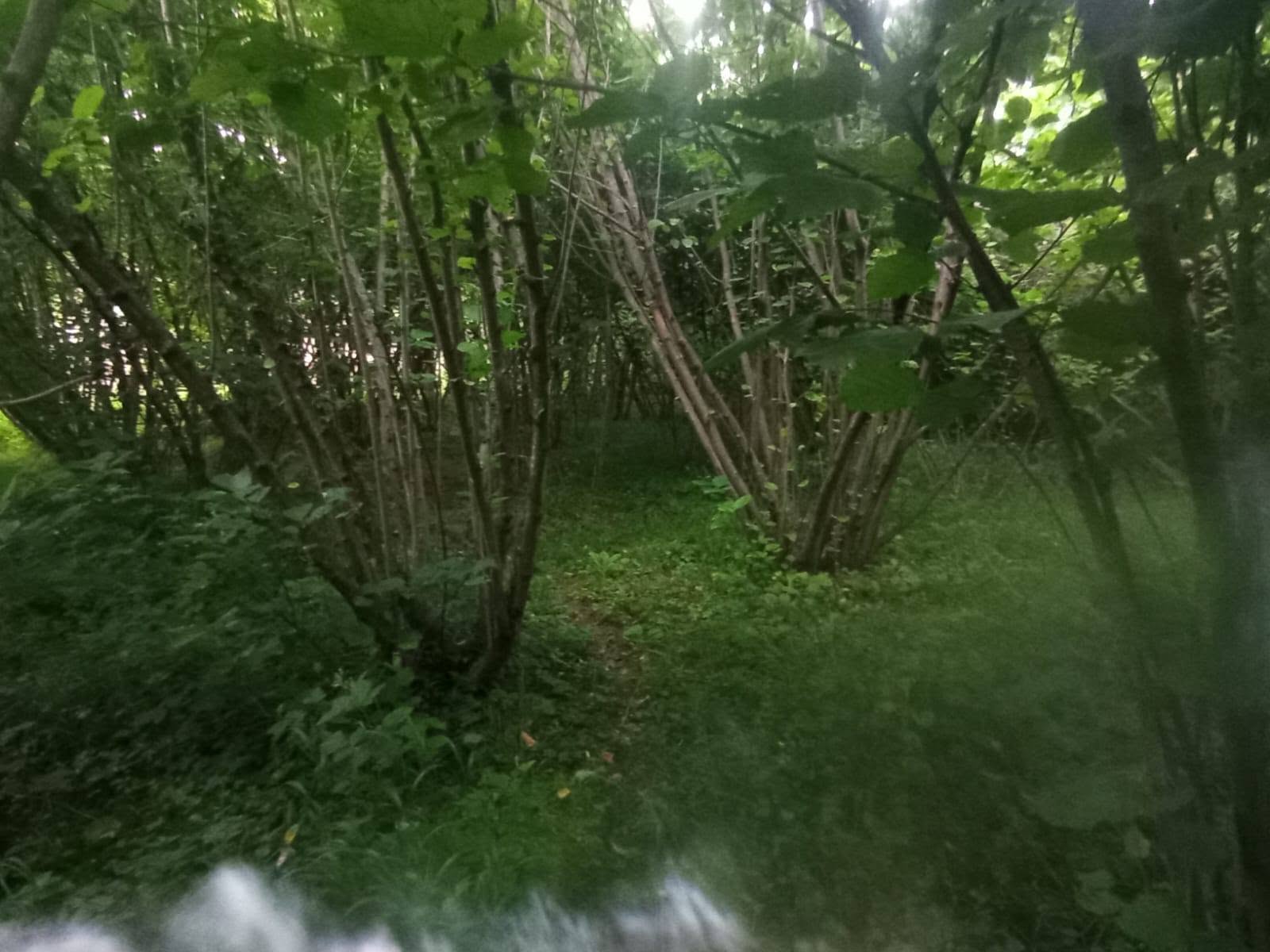 Müstakil ev, Kutaisi