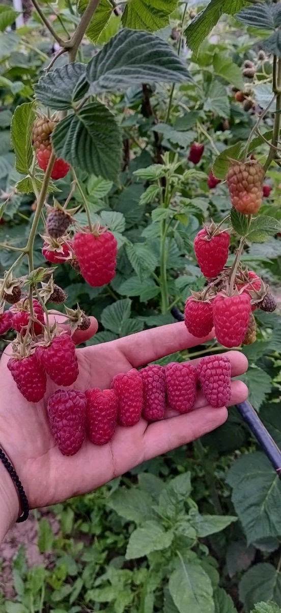 Sevgili müşterilerimiz, dikim sezonu başladı, size 5₾ öneriyoruz