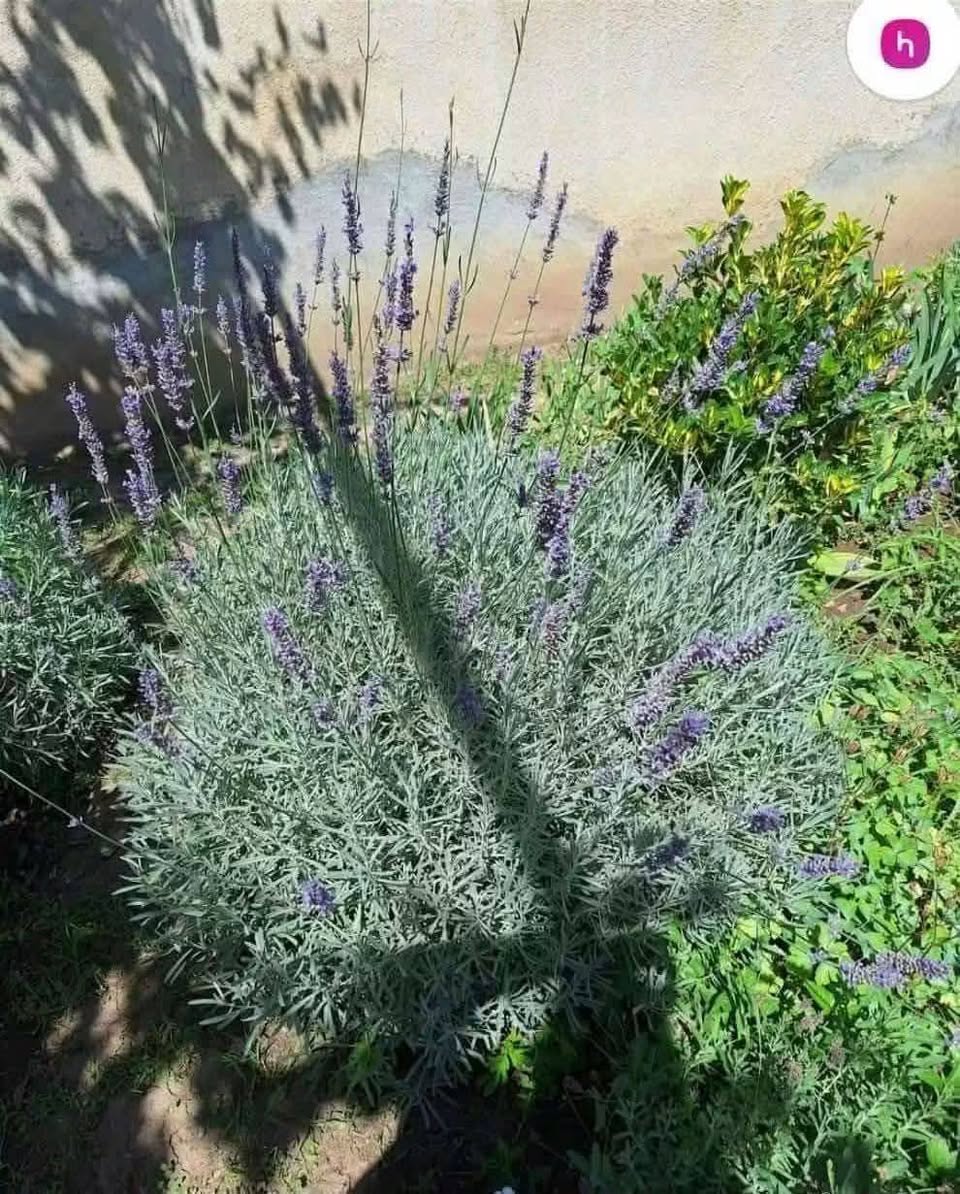 Lavanda kəltələri konteynerdə