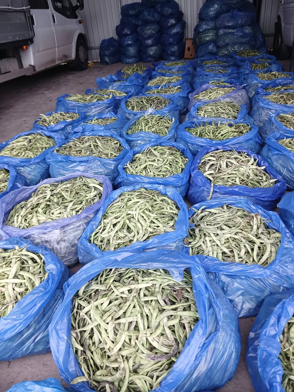Չքնաղ լոբի, համեղ գիներով