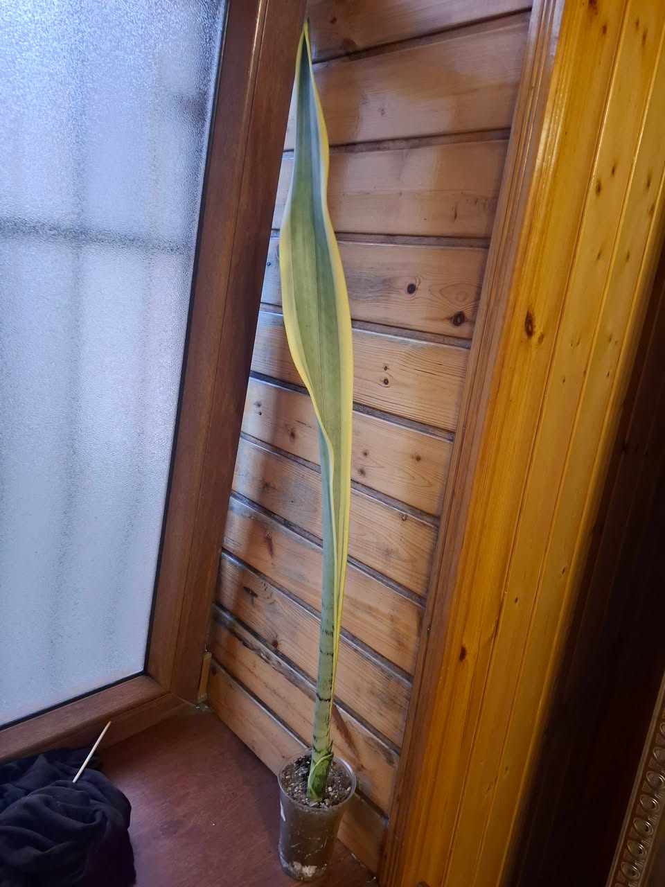 Sansevieria plant for sale