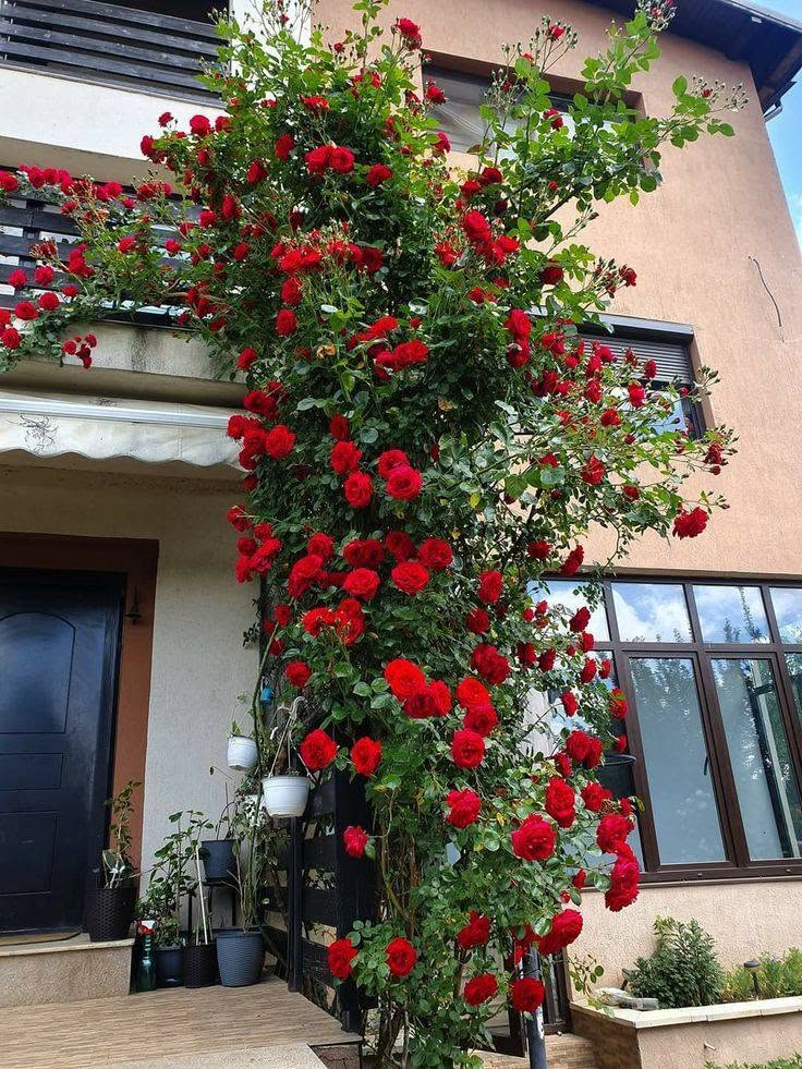 Քրանդեսա մատ երկար ոսկե վարդ 🌹 Բույրավետ — 10₼