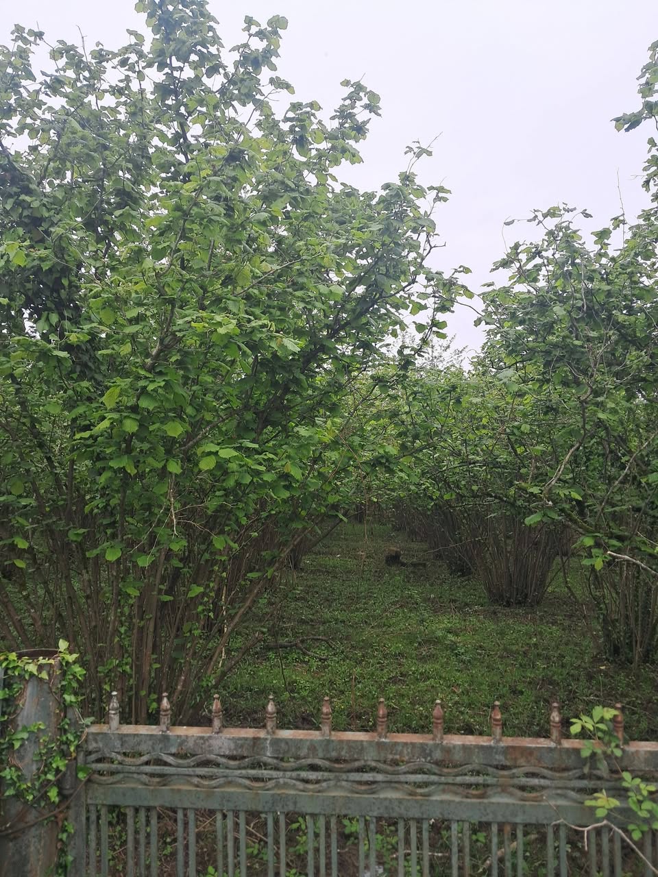 Satılık köy evi tarla arazisi 3200 - 13,000$