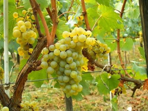 Grapes are for sale at the address - village Vaio