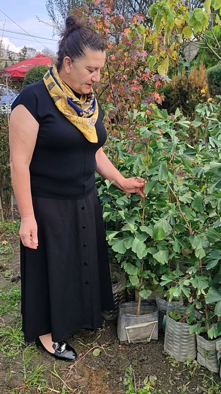 Ginkgo biloba soğuğa dayanıklı, süs purposesi için yetiştirilen bir ağaçtır