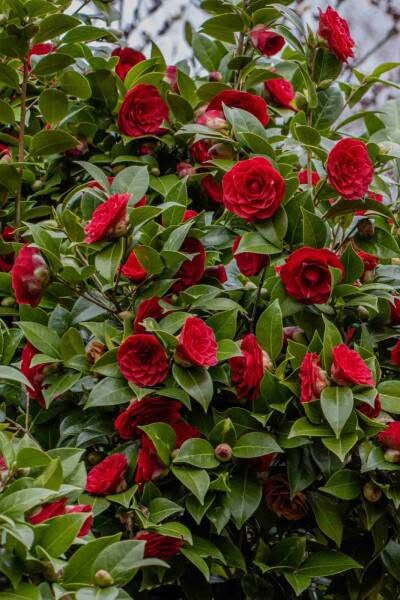 🌹🌹 **ვარდების ნერგები ხე ყვავილები. მარადმწვანე