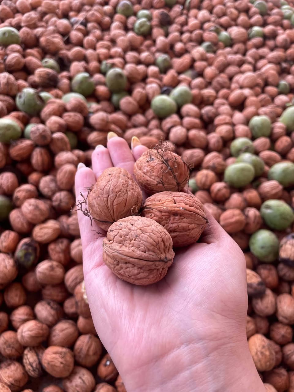 Satılık Chandler'ın ince, yağlı cevizleri. 1 kg - 10₾