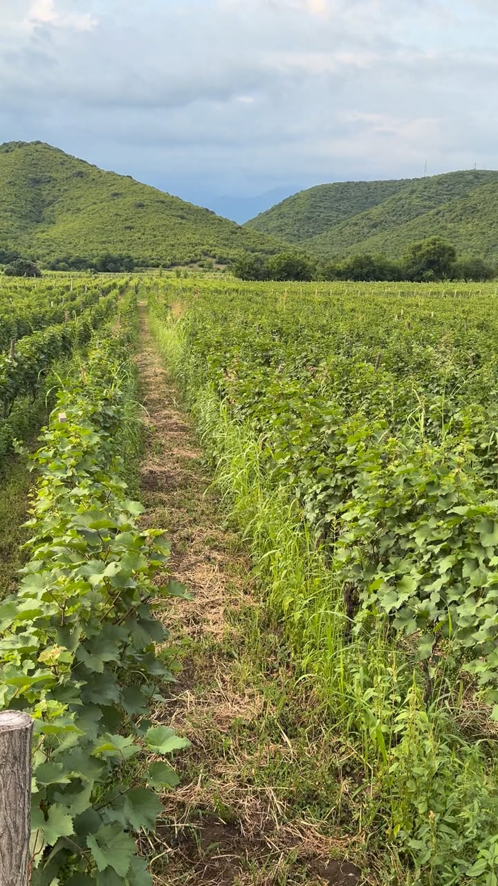 Arazi, Kvareli — 1,200 ₾