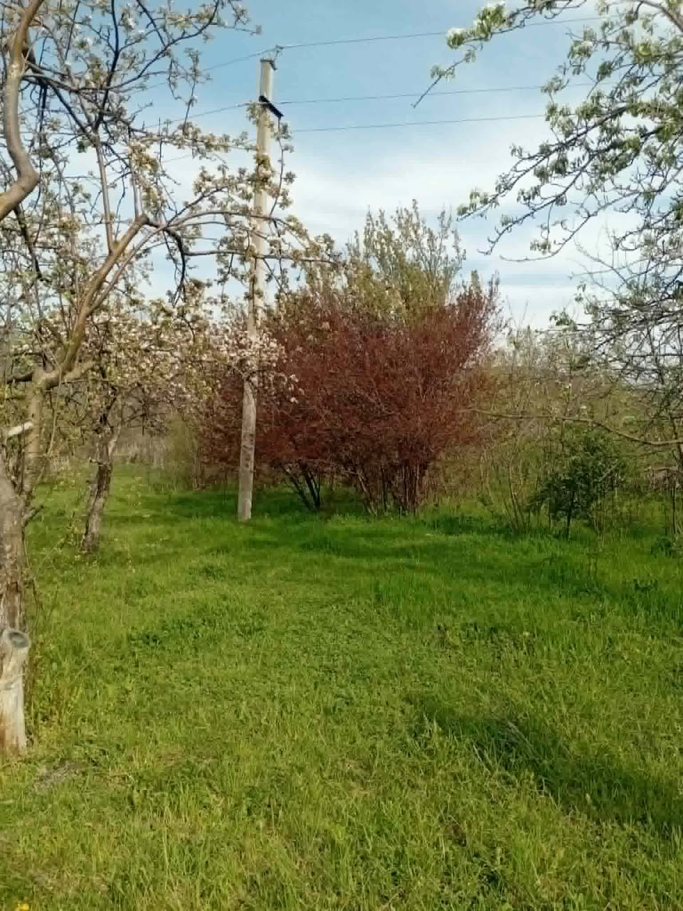 Satılır! 1000 м² kənd təsərrüfatı torpağı — 15$