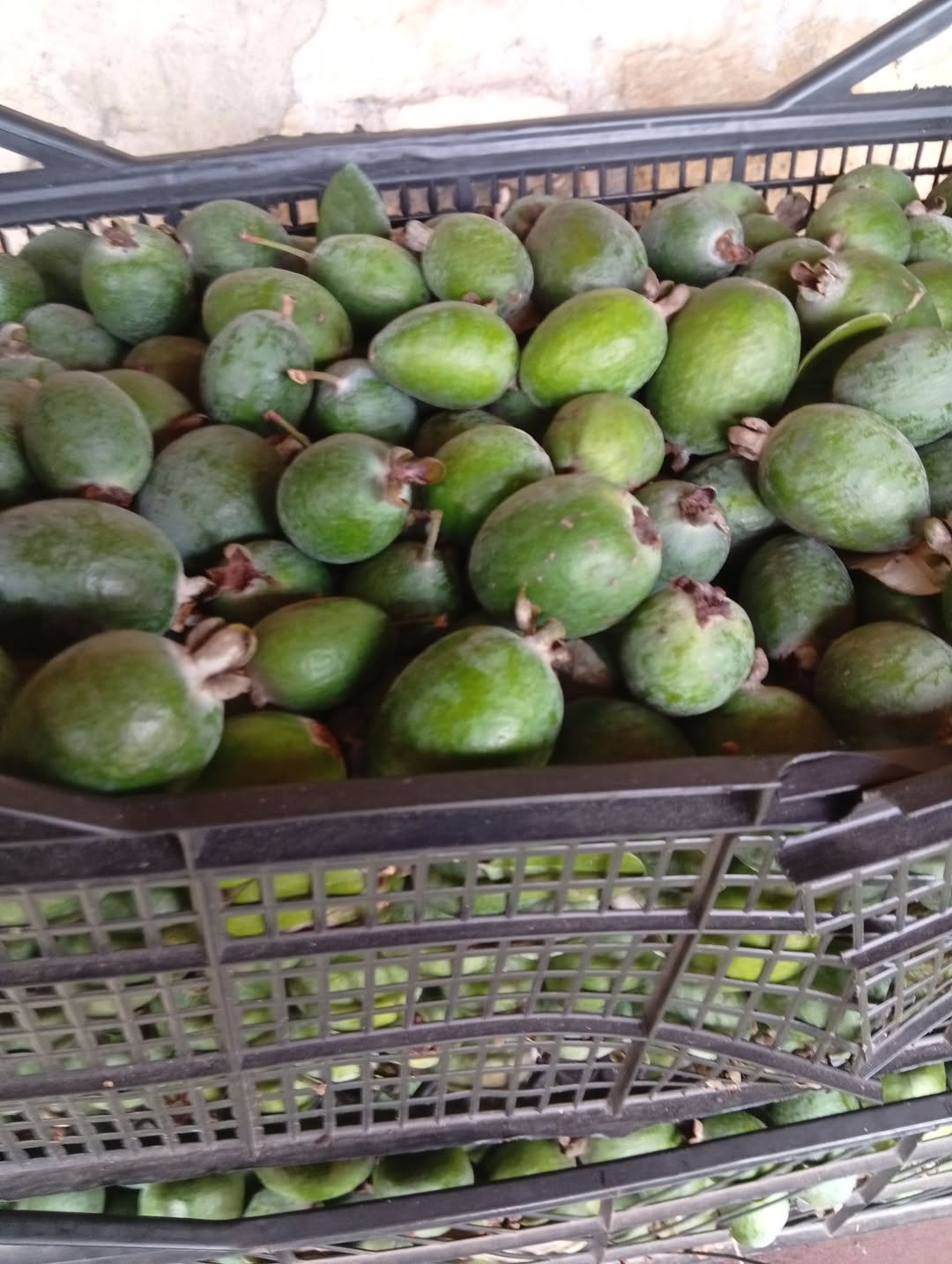 Bugün toplanmış 2 kilo toplamda