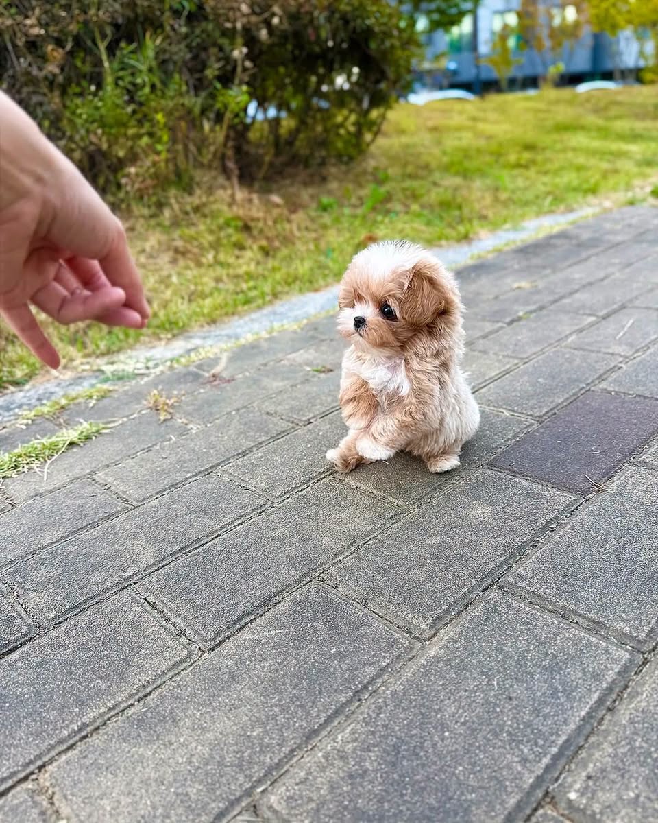 2-month-old Mini Maltipoo F1 puppy