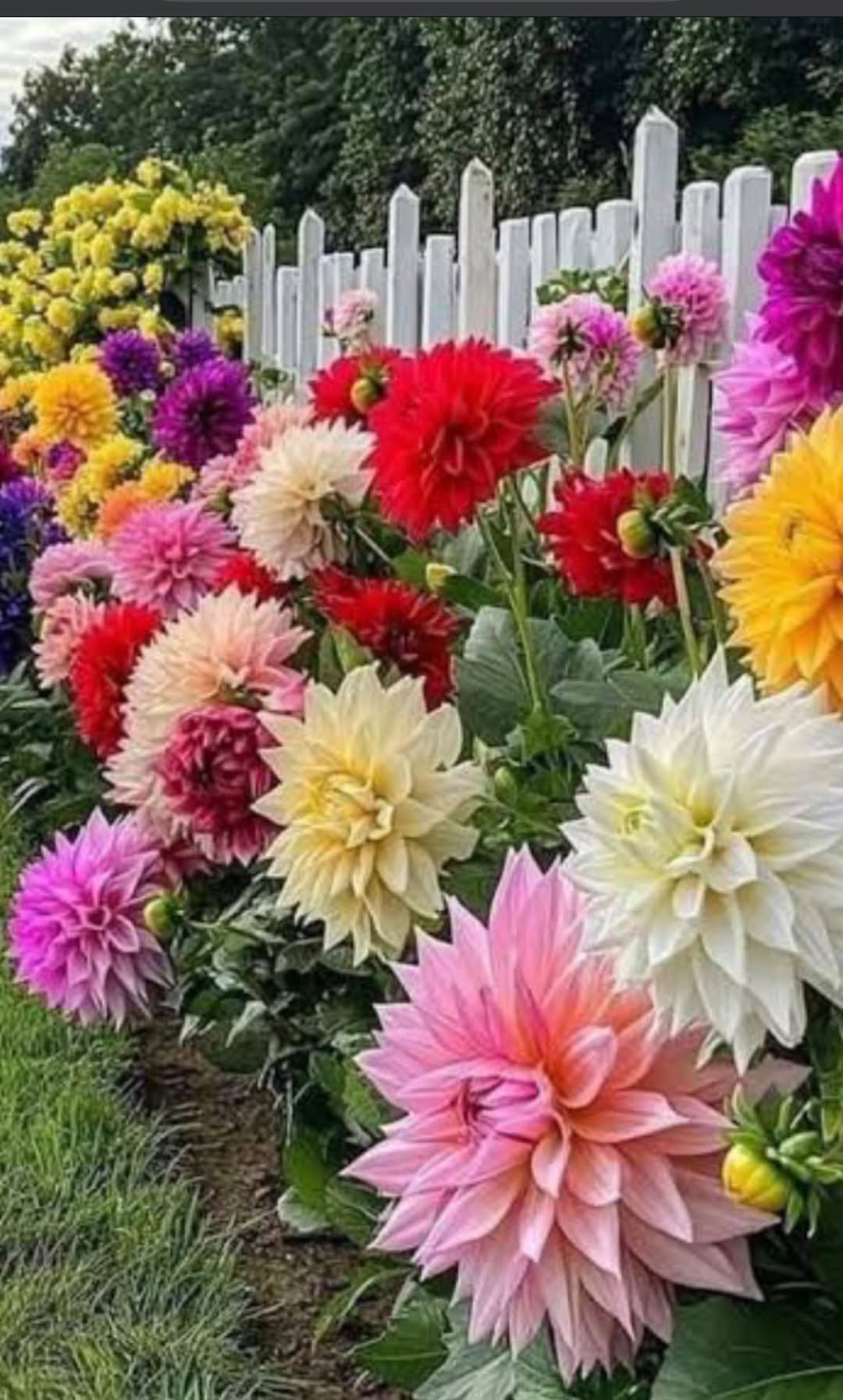 Satılık ‼️Giorgine çiçekleri (aile) 🌸Fiyatı anlaşılarak