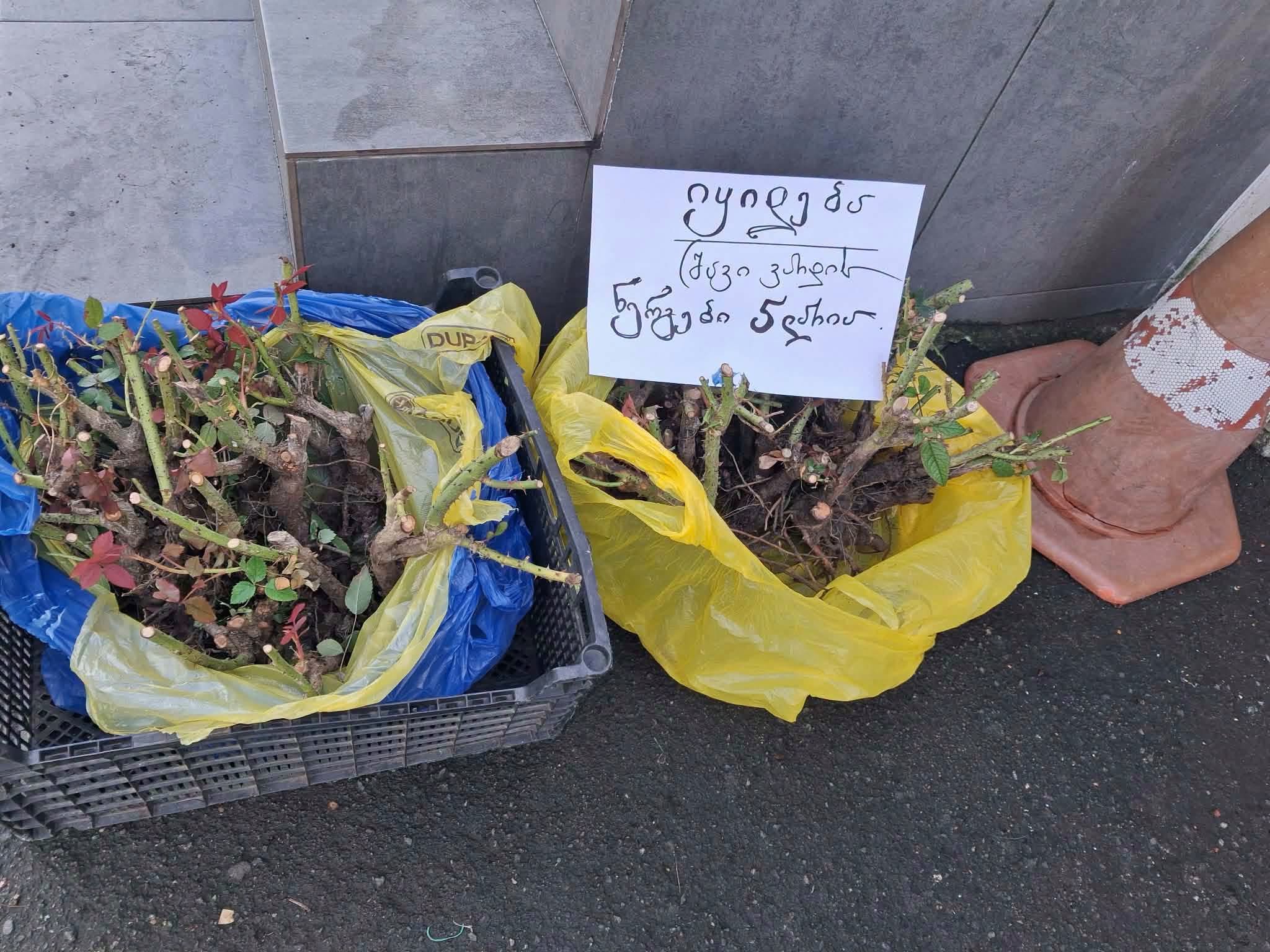 Kara gül fidanları satılır, Rico'nun yanında - 5₾