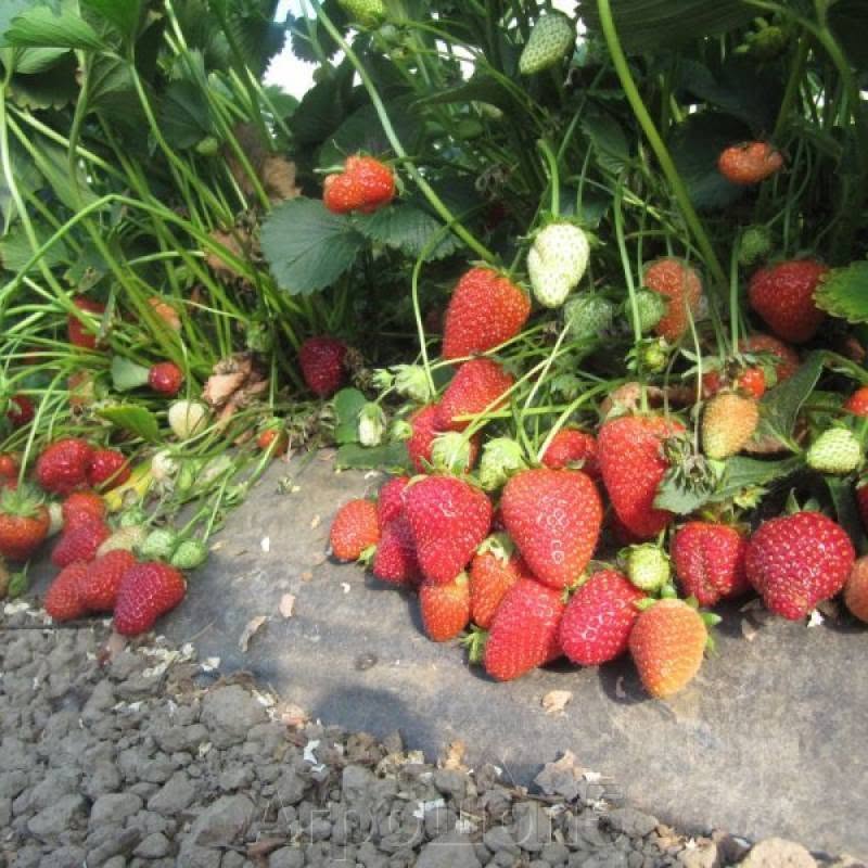 ՇՏԱՊ Վաճառվում է ելակի սածիլի սորտ — 50֏
