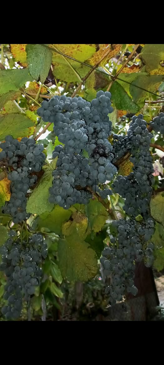⚡️⚡️⚡️Satılık 💵💵💵: Üzüm bağının ❤️🍇🍷 hasadı