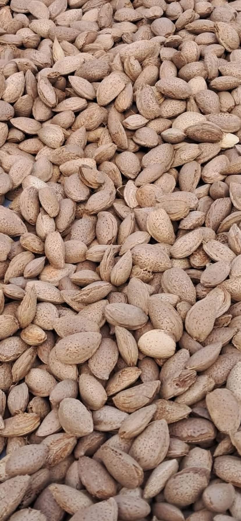 I sell very tasty hazelnuts for 1500 dram per kilogram