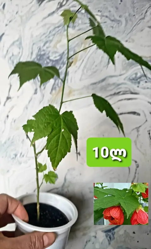 Abutilon, genç fidan