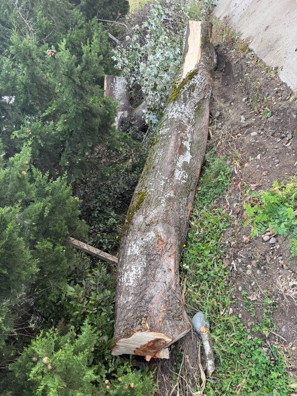 Terjola ilçesinin Zeda Alisubani köyünde satılık