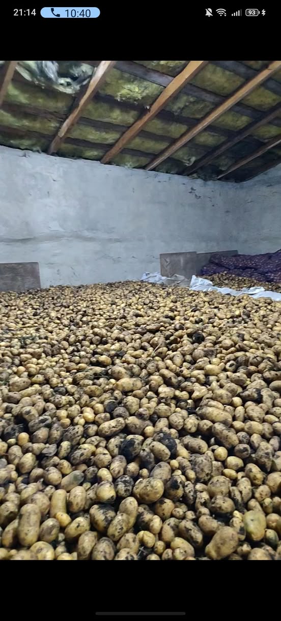 Վաճառվում է դեղին լոլիկ անհամ կարտոֆիլ 🥔 վաճառվում է — 1₾