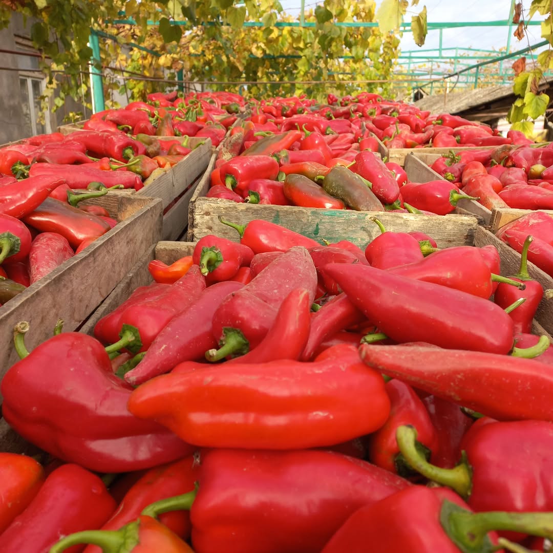 Վաճառվում է բուլղարական պղպեղ Քարելի շրջանում