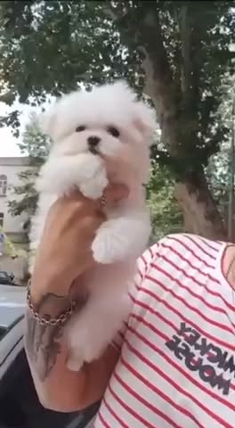 Mini Maltlez, qız, 2 ay